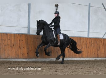 Friesian horses, Stallion, 3 years, 16 hh, Black