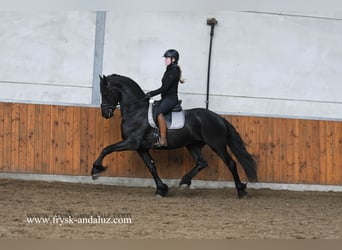 Friesian horses, Stallion, 3 years, 16 hh, Black