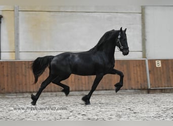 Friesian horses, Stallion, 3 years, 16 hh, Black