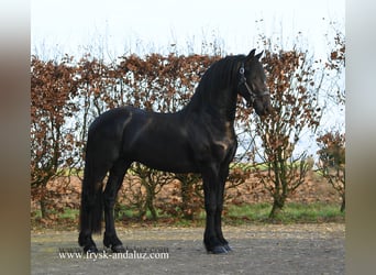 Friesian horses, Stallion, 3 years, 16 hh, Black