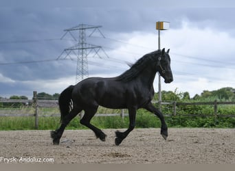 Friesian horses, Stallion, 3 years, 16 hh, Black