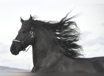 Friesian horses, Stallion, 3 years, 16 hh, Black