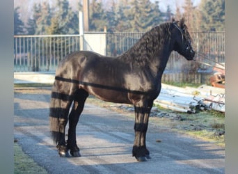 Friesian horses, Stallion, 3 years, 16 hh, Black