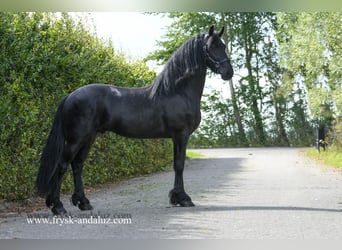 Friesian horses, Stallion, 3 years, 16 hh, Black