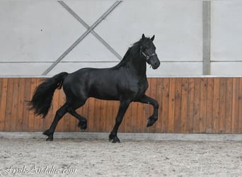 Friesian horses, Stallion, 3 years, 16 hh, Grey-Dark-Tan