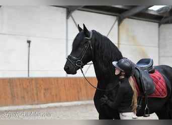 Friesian horses, Stallion, 3 years, 16 hh, Grey-Dark-Tan