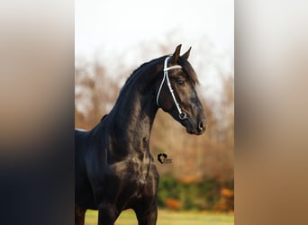 Friesian horses, Stallion, 3 years, 16 hh