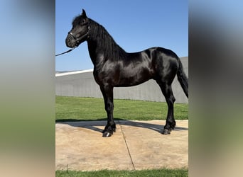 Friesian horses, Stallion, 3 years, 16,1 hh, Black