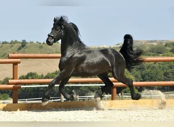 Friesian horses, Stallion, 3 years, 16,1 hh, Black