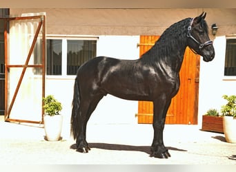 Friesian horses, Stallion, 3 years, 16,1 hh, Black