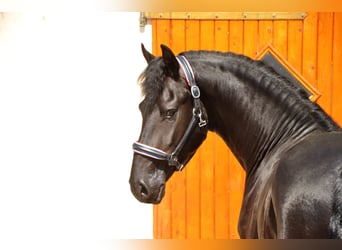Friesian horses, Stallion, 3 years, 16,1 hh, Black