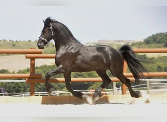 Friesian horses, Stallion, 3 years, 16,1 hh, Black