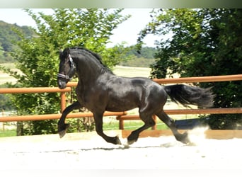 Friesian horses, Stallion, 3 years, 16,1 hh, Black