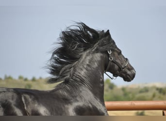 Friesian horses, Stallion, 3 years, 16,1 hh, Black