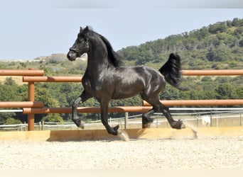 Friesian horses, Stallion, 3 years, 16,1 hh, Black