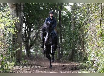 Friesian horses, Stallion, 3 years, 16,2 hh, Black