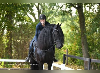 Friesian horses, Stallion, 3 years, 16,2 hh, Black