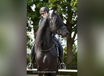 Friesian horses, Stallion, 3 years, 16,2 hh, Black