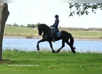 Friesian horses, Stallion, 3 years, 16,2 hh, Black