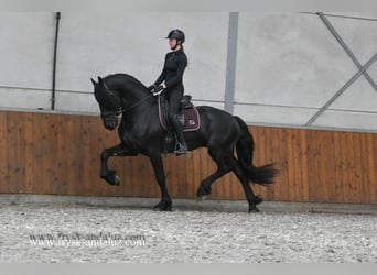 Friesian horses, Stallion, 3 years, 16,2 hh, Black