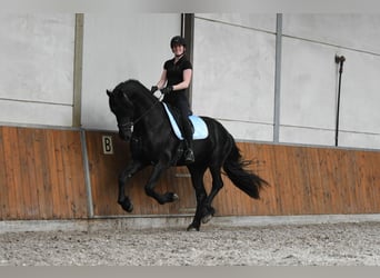 Friesian horses, Stallion, 3 years, 16,2 hh, Black
