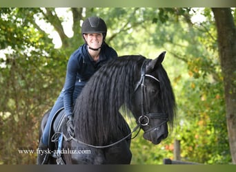 Friesian horses, Stallion, 3 years, 16,2 hh, Black