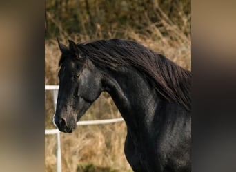 Friesian horses, Stallion, 3 years, Black