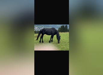 Friesian horses, Stallion, 3 years, Black