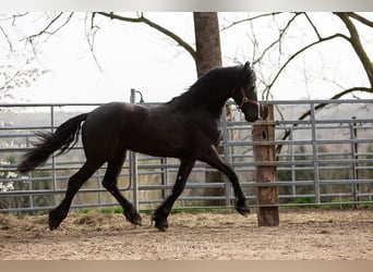 Friesian horses, Stallion, 3 years, Black