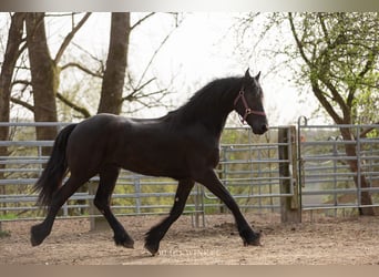 Friesian horses, Stallion, 3 years, Black