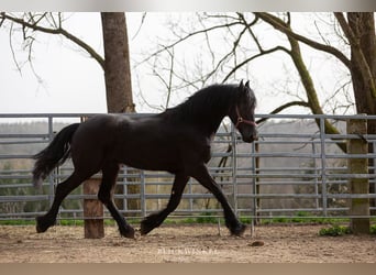 Friesian horses, Stallion, 3 years, Black