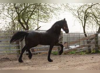 Friesian horses, Stallion, 3 years, Black