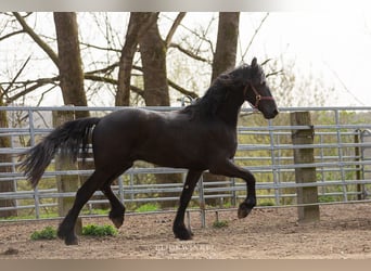 Friesian horses, Stallion, 3 years, Black