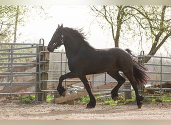 Friesian horses, Stallion, 3 years, Black