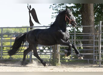 Friesian horses, Stallion, 3 years, Black