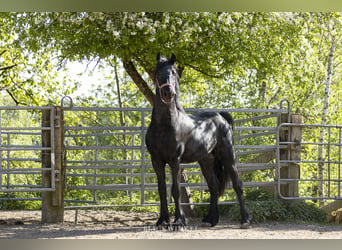 Friesian horses, Stallion, 3 years, Black