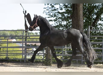 Friesian horses, Stallion, 3 years, Black