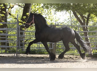 Friesian horses, Stallion, 3 years, Black