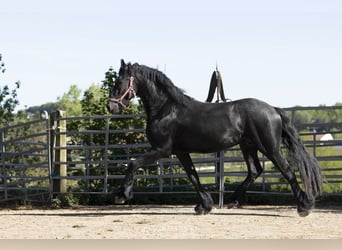Friesian horses, Stallion, 3 years, Black
