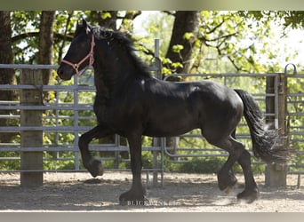 Friesian horses, Stallion, 3 years, Black
