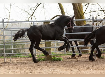 Friesian horses, Stallion, 3 years, Black