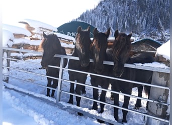 Friesian horses, Stallion, 3 years