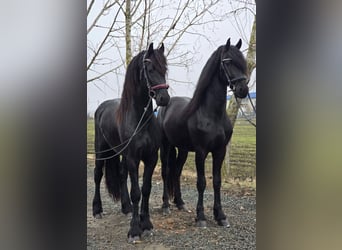 Friesian horses, Stallion, 3 years