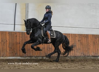 Friesian horses, Stallion, 4 years, 15.2 hh, Black