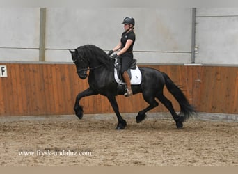 Friesian horses, Stallion, 4 years, 15.3 hh, Black