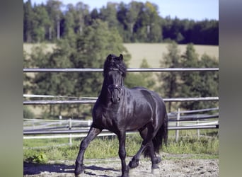 Friesian horses, Stallion, 4 years, 15.3 hh, Black