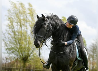 Friesian horses, Stallion, 4 years, 15.3 hh, Black