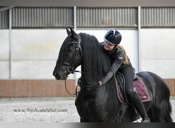 Friesian horses, Stallion, 4 years, 15,3 hh, Black