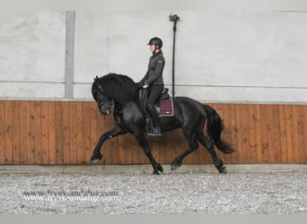 Friesian horses, Stallion, 4 years, 15,3 hh, Black