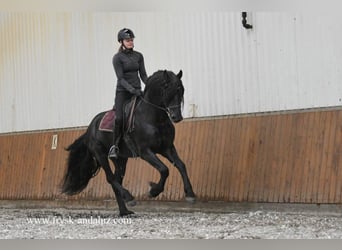 Friesian horses, Stallion, 4 years, 15,3 hh, Black